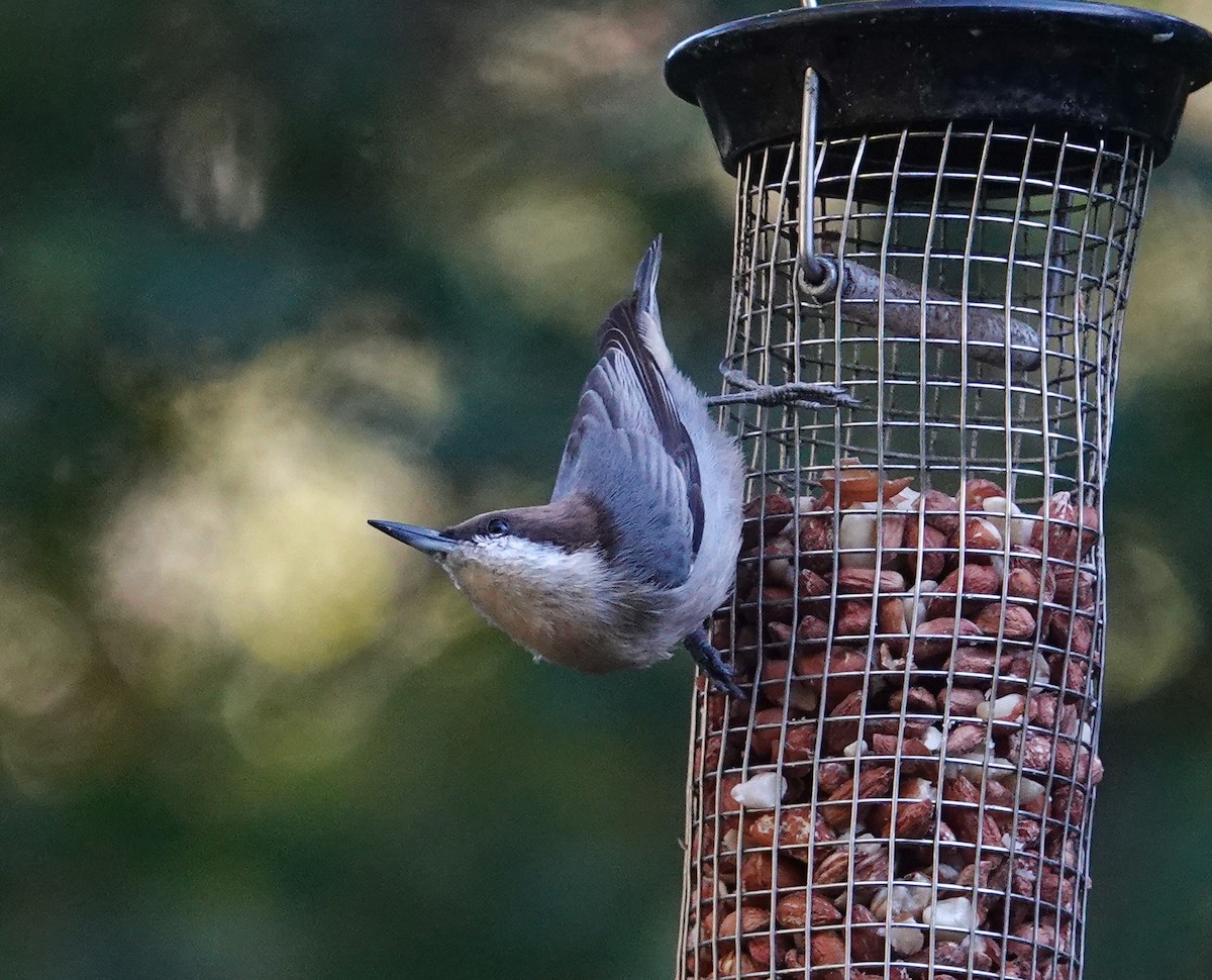 Braunkopfkleiber - ML644719086