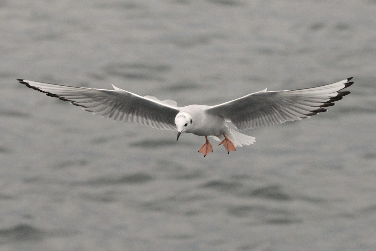 Bonapartemöwe - ML644719087