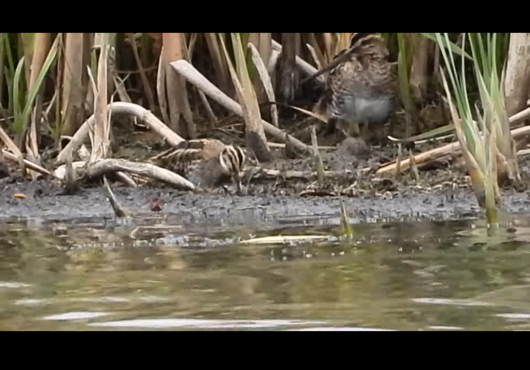 小鷸 - ML644719088