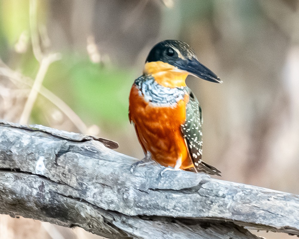 Green-and-rufous Kingfisher - ML644719097