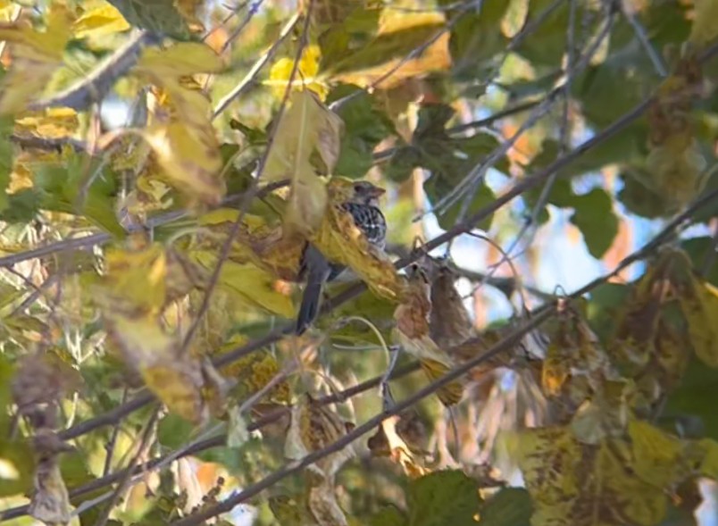 Harris's Sparrow - ML644719101