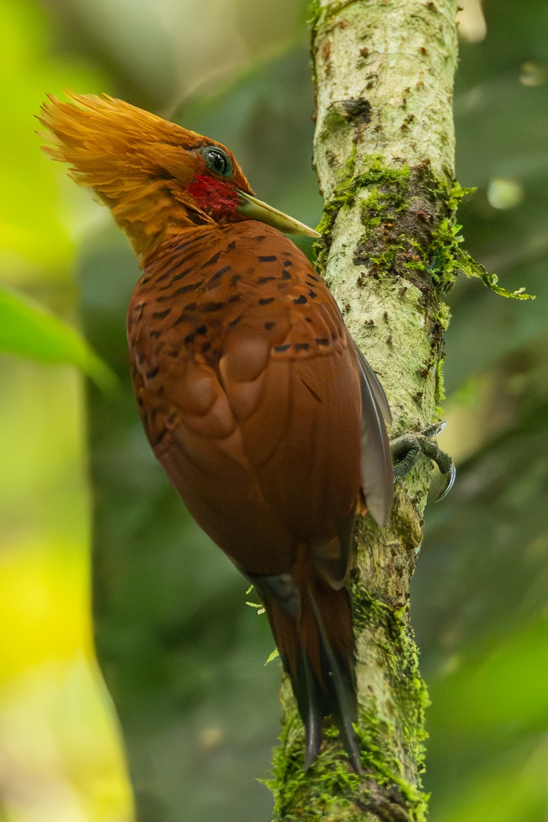 Ятла вохристоголова - ML644719104