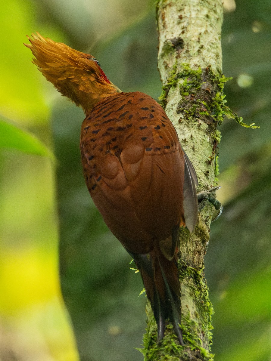 Ятла вохристоголова - ML644719105