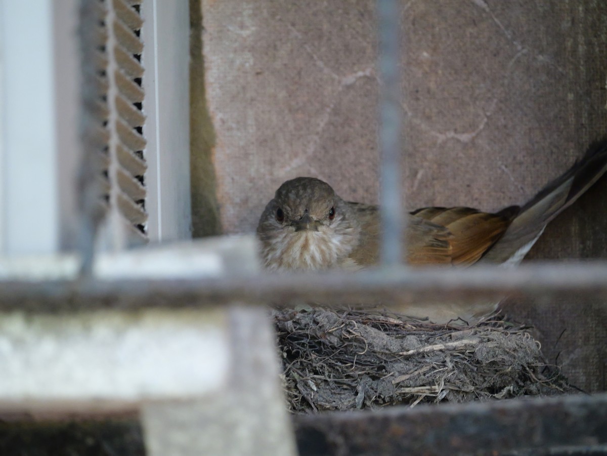 Pale-breasted Thrush - ML644719107