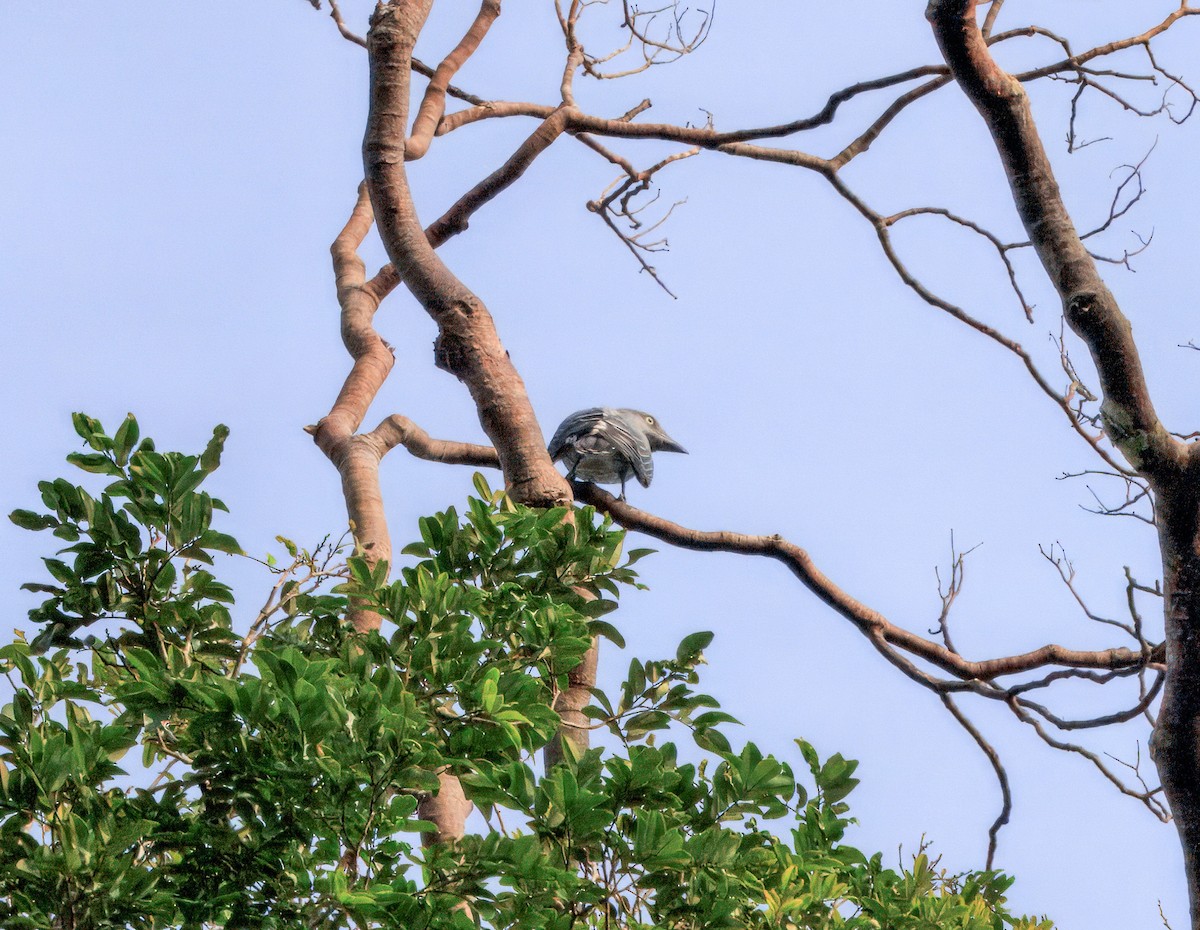 Bar-bellied Cuckooshrike - ML644719123