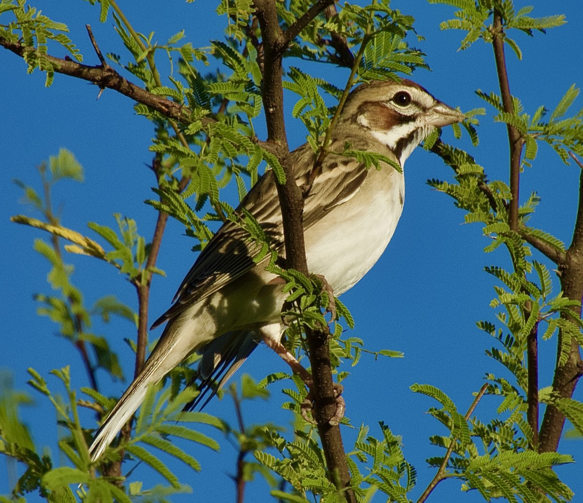 ヒバリヒメドリ - ML644719125