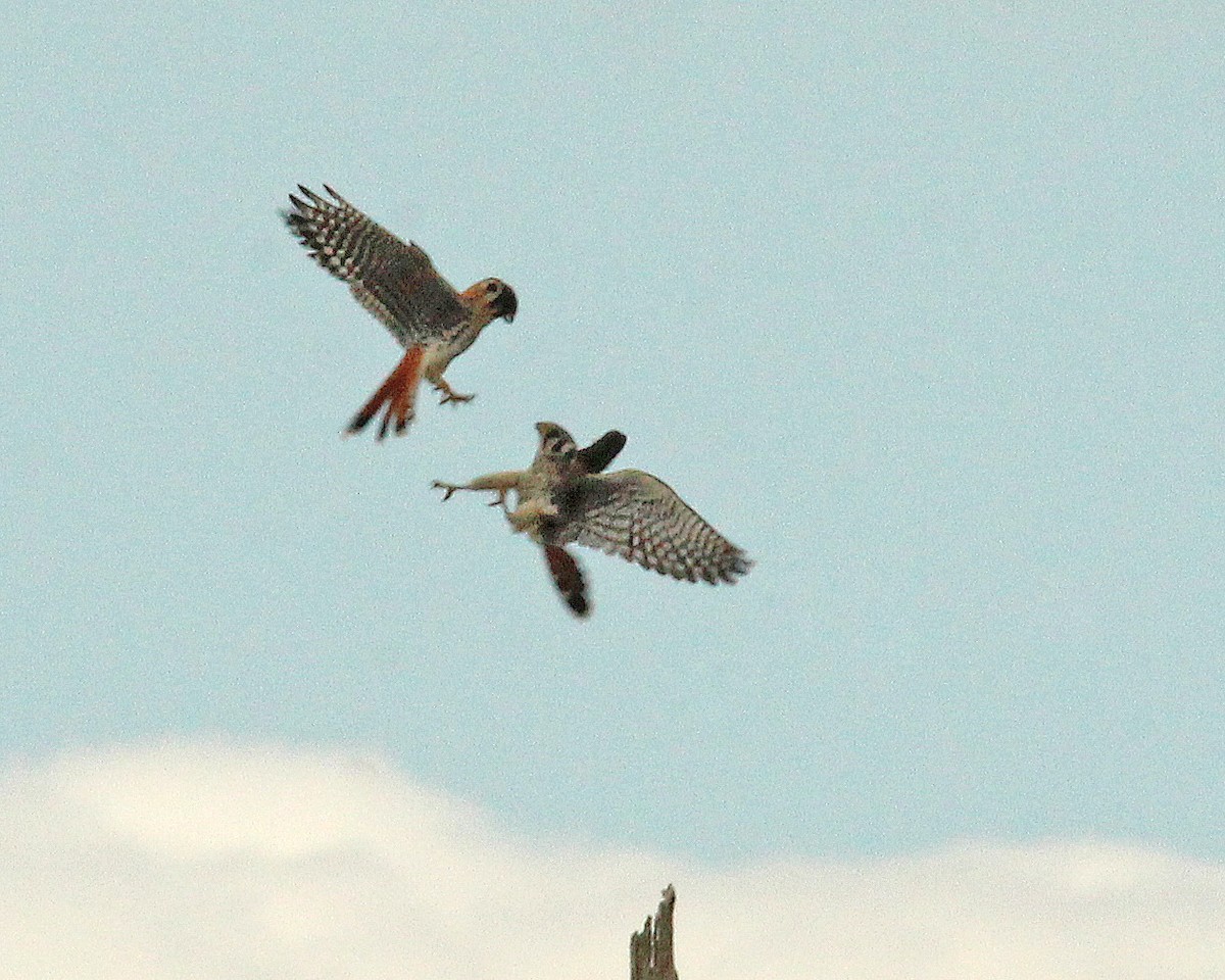 アメリカチョウゲンボウ - ML644719130