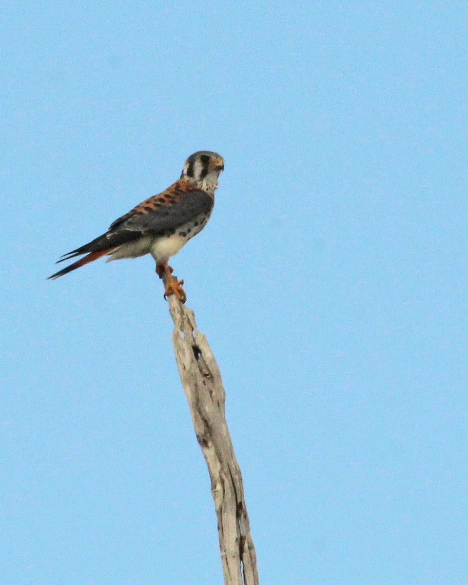 アメリカチョウゲンボウ - ML644719131