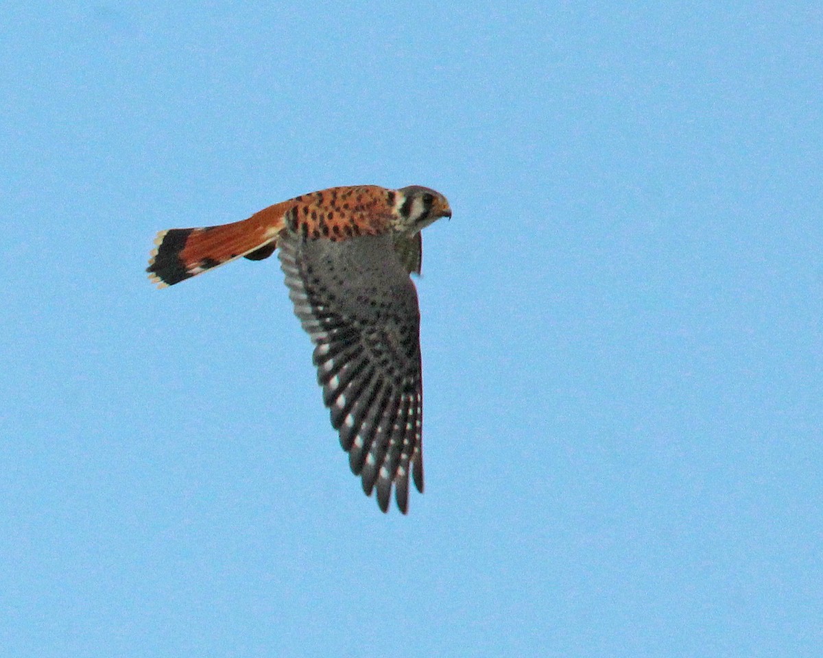 アメリカチョウゲンボウ - ML644719132