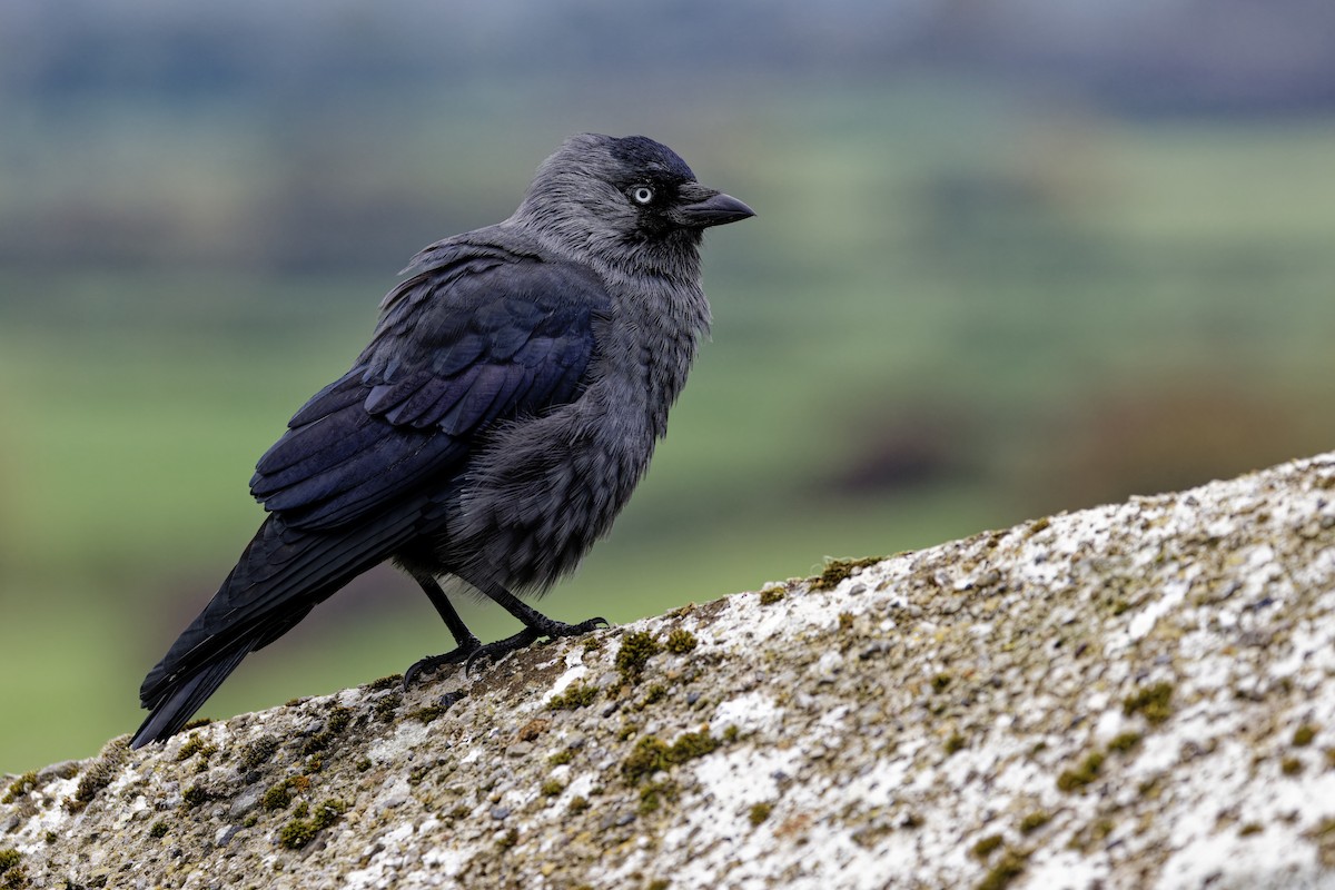 ニシコクマルガラス - ML644719136