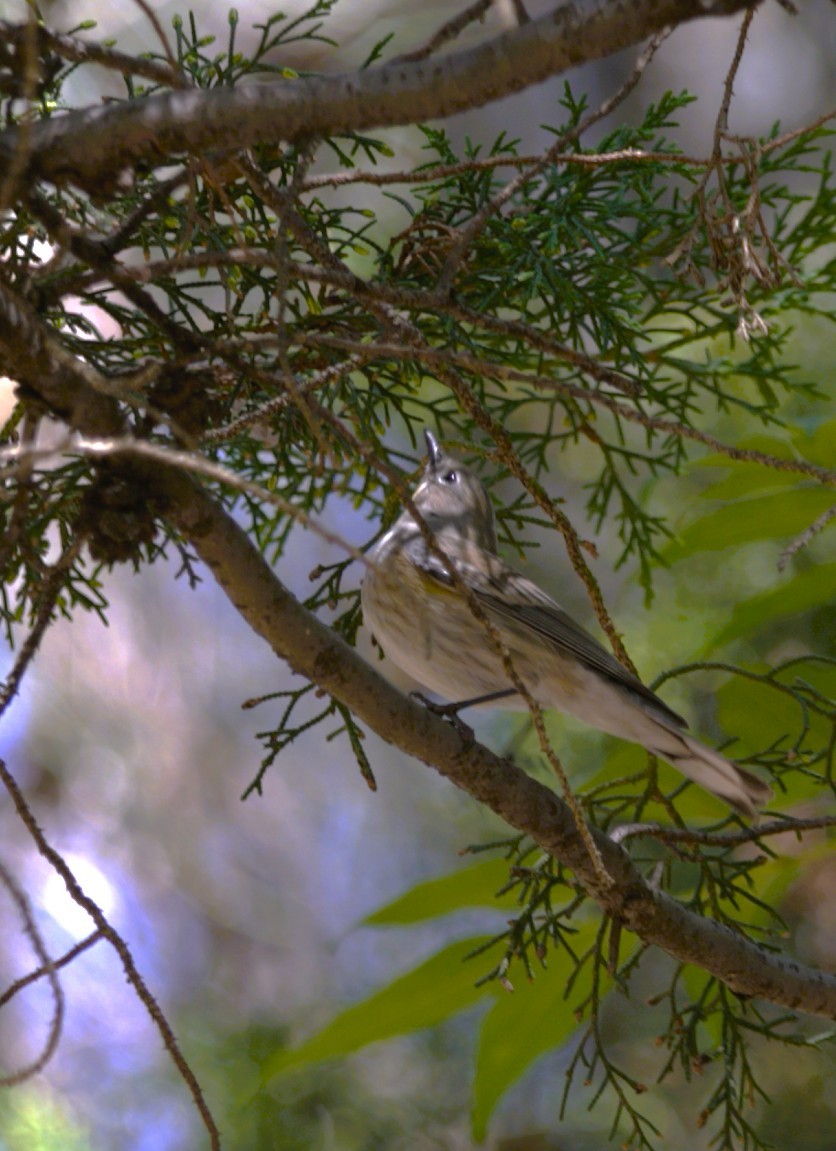 キヅタアメリカムシクイ - ML644719137