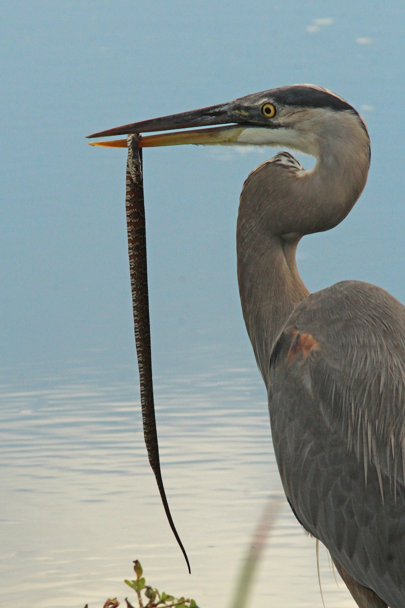 オオアオサギ - ML644719139