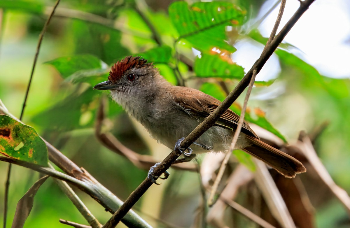 ズアカチャイロチメドリ - ML644719140