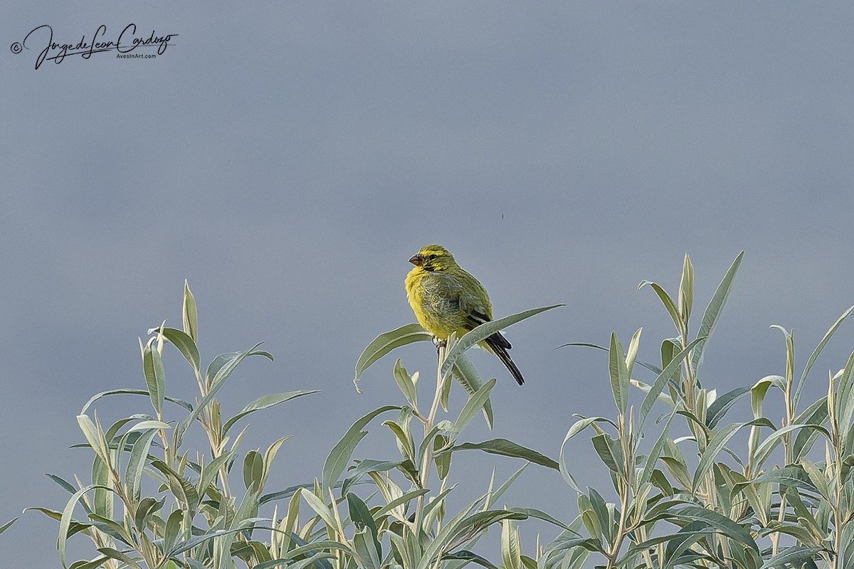 オオカナリア - ML644719143