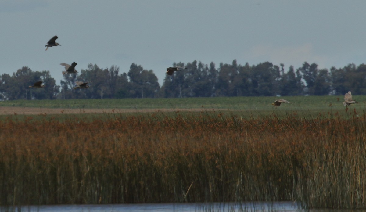 ゴイサギ - ML644719144