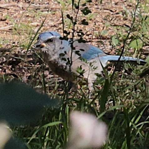 ウッドハウスカケス - ML644719145