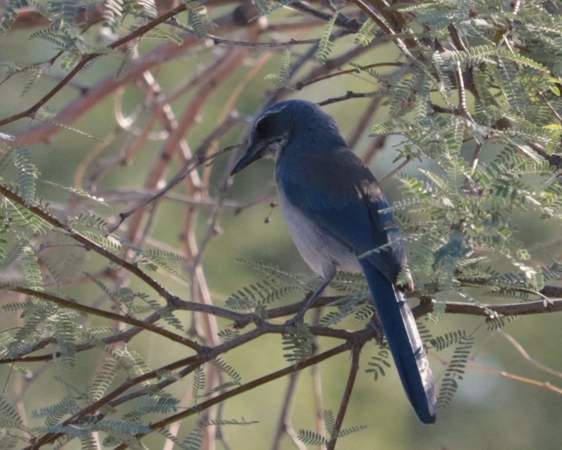 ウッドハウスカケス - ML644719146