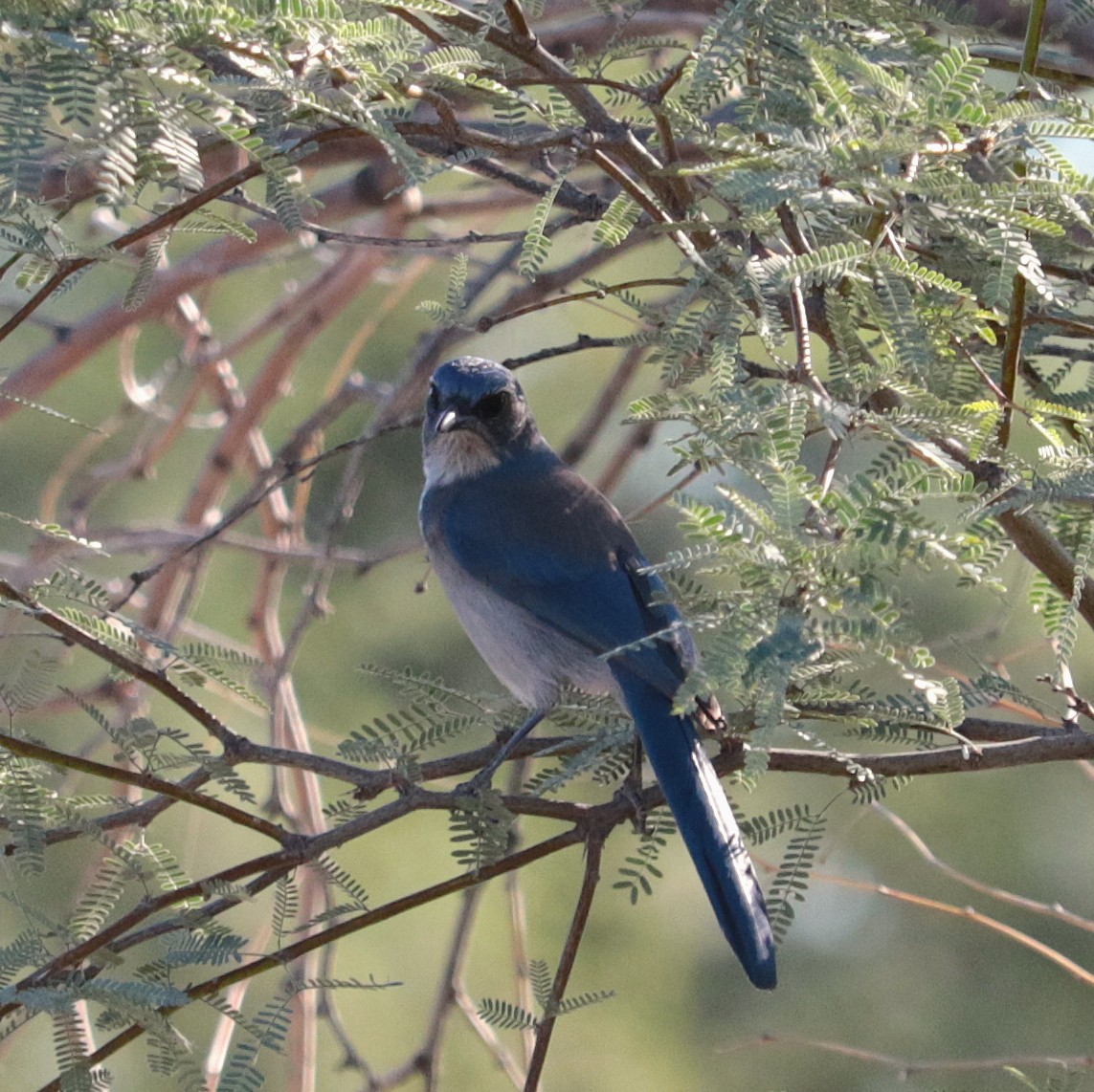 ウッドハウスカケス - ML644719147