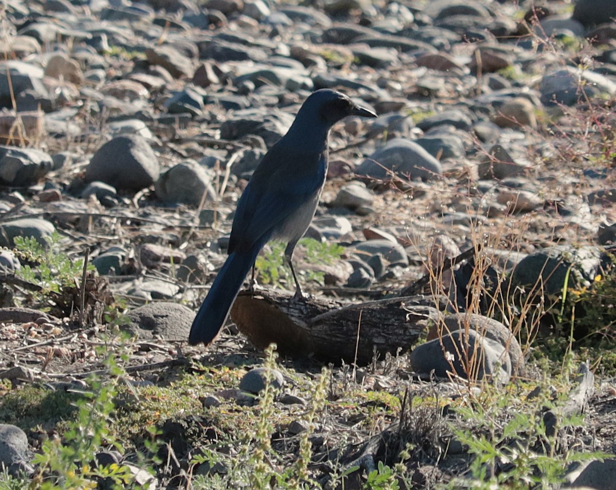 ウッドハウスカケス - ML644719148