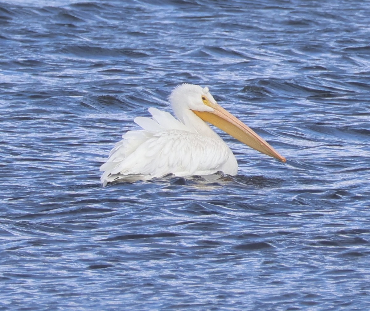 アメリカシロペリカン - ML644719150