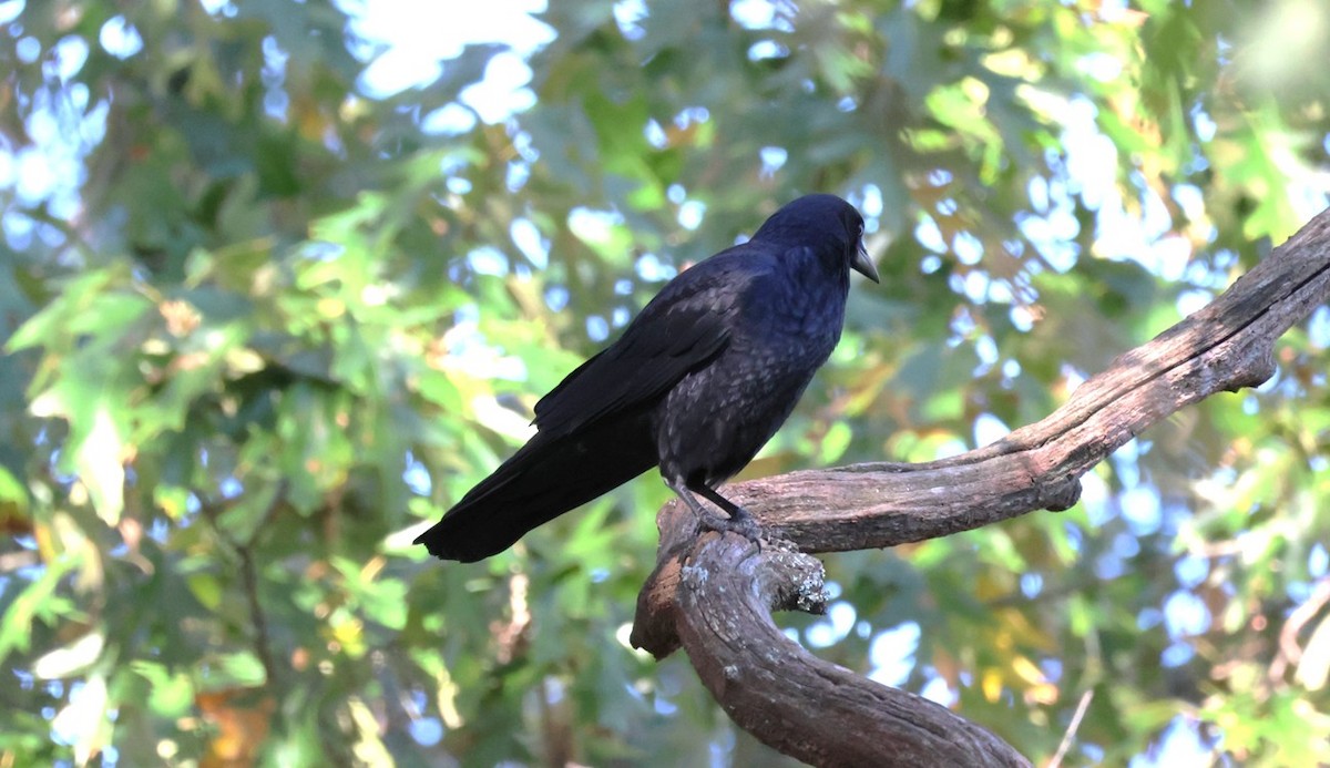 アメリカガラス - ML644719151