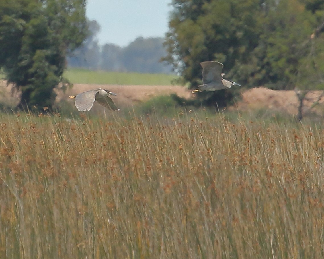 ゴイサギ - ML644719152