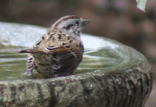 ウタスズメ - ML644719154