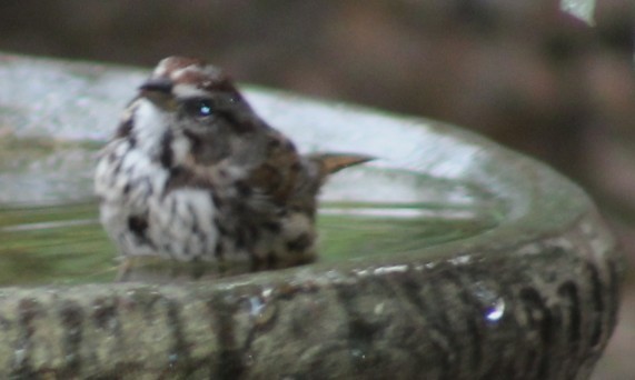 ウタスズメ - ML644719155