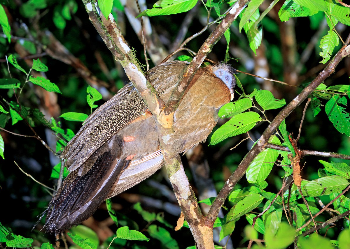 セイラン - ML644719156