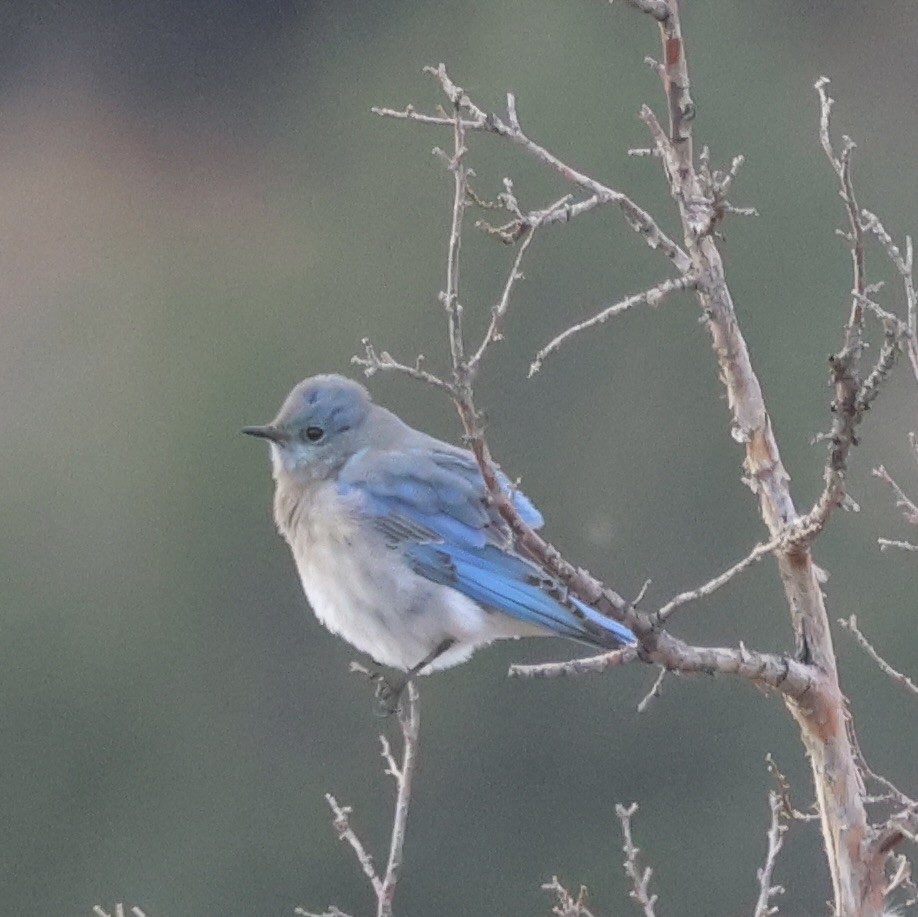 ムジルリツグミ - ML644719157