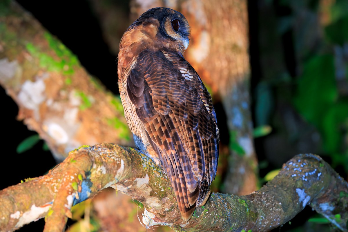 オオフクロウ（leptogrammica グループ） - ML644719159