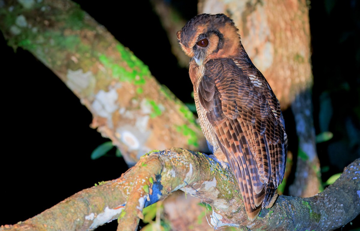 オオフクロウ（leptogrammica グループ） - ML644719160