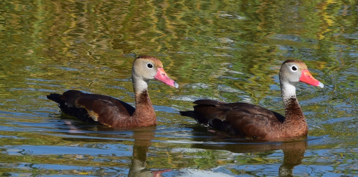 アカハシリュウキュウガモ - ML644719161