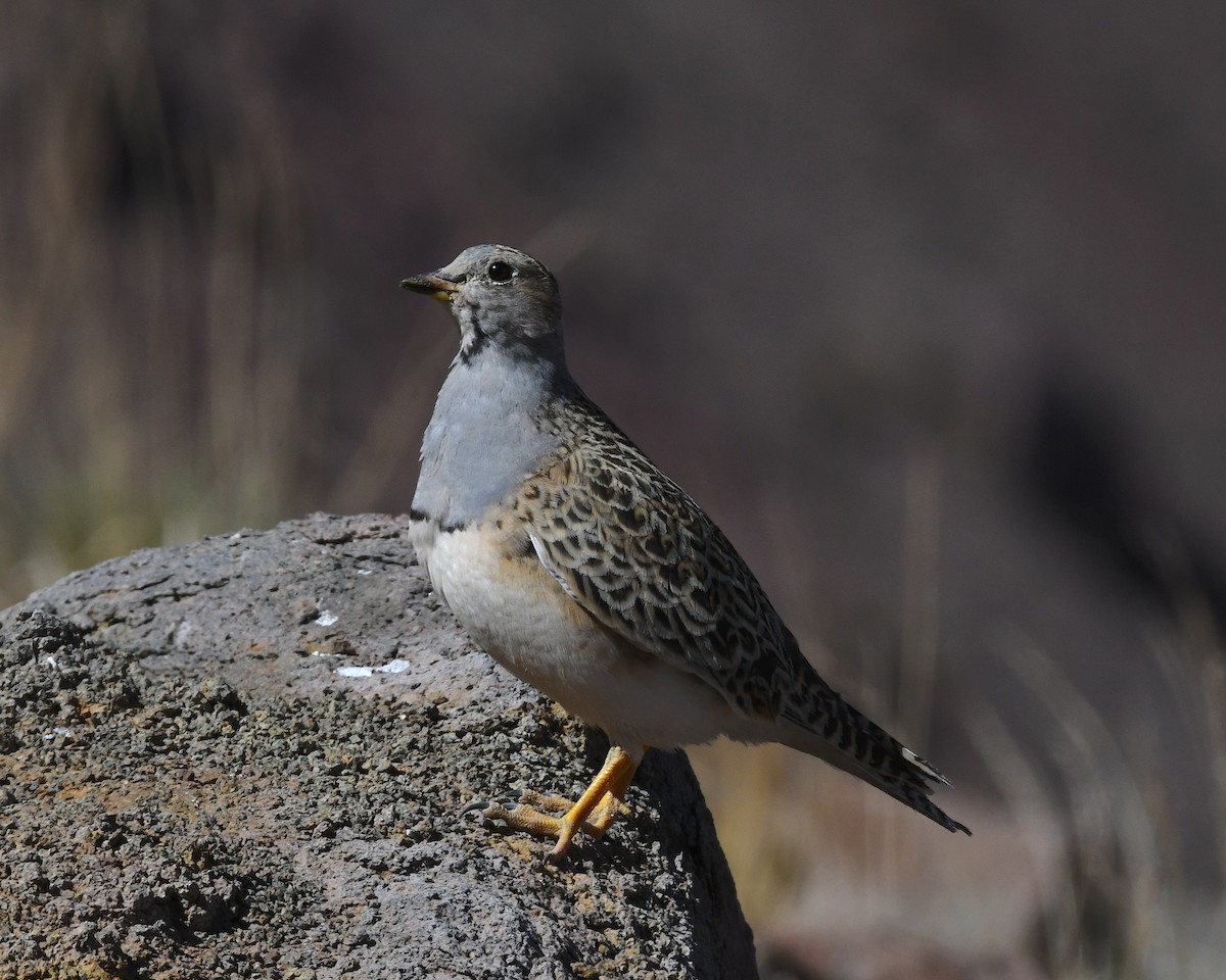 ノドジロヒバリチドリ - ML644719163