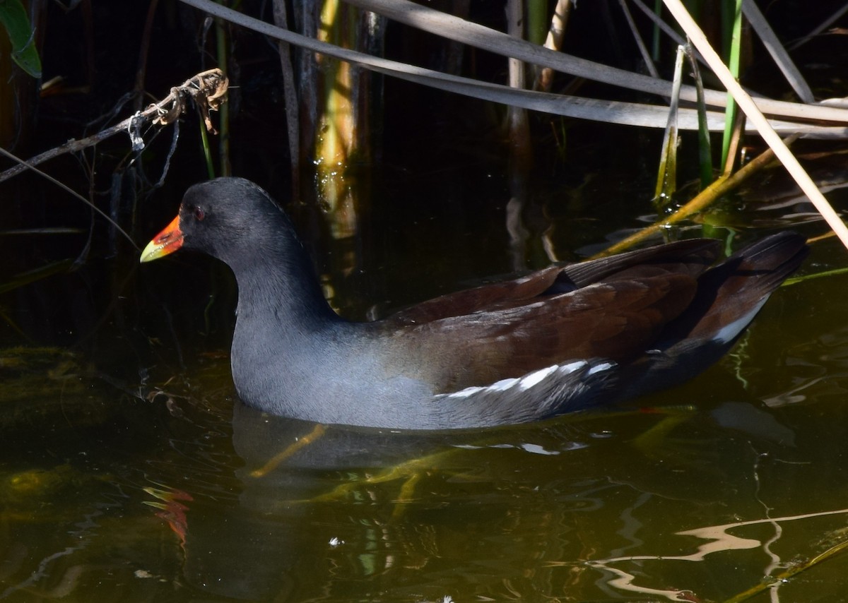 アメリカバン - ML644719165