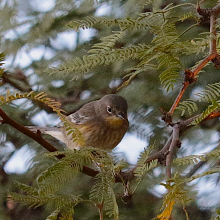 ルビーキクイタダキ - ML644719166