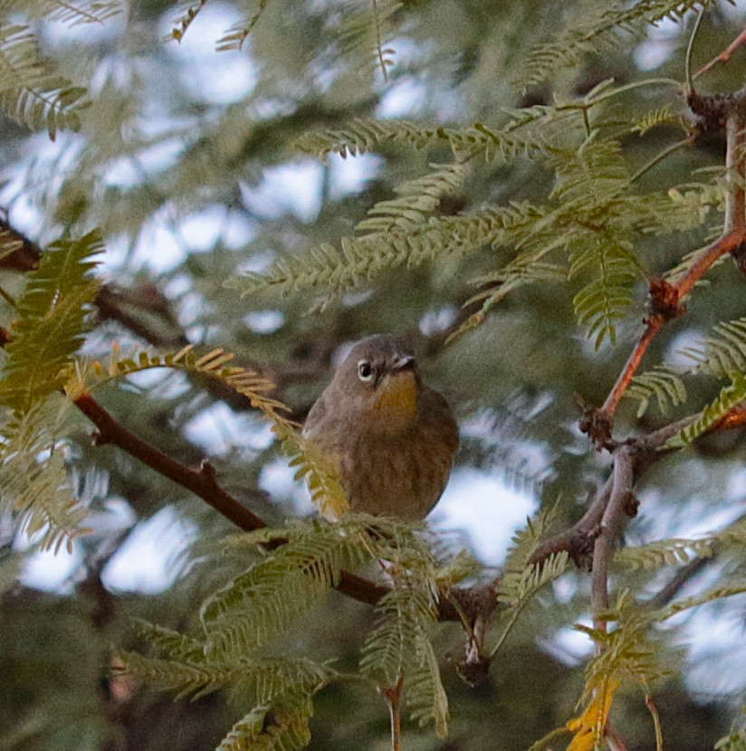 ルビーキクイタダキ - ML644719167