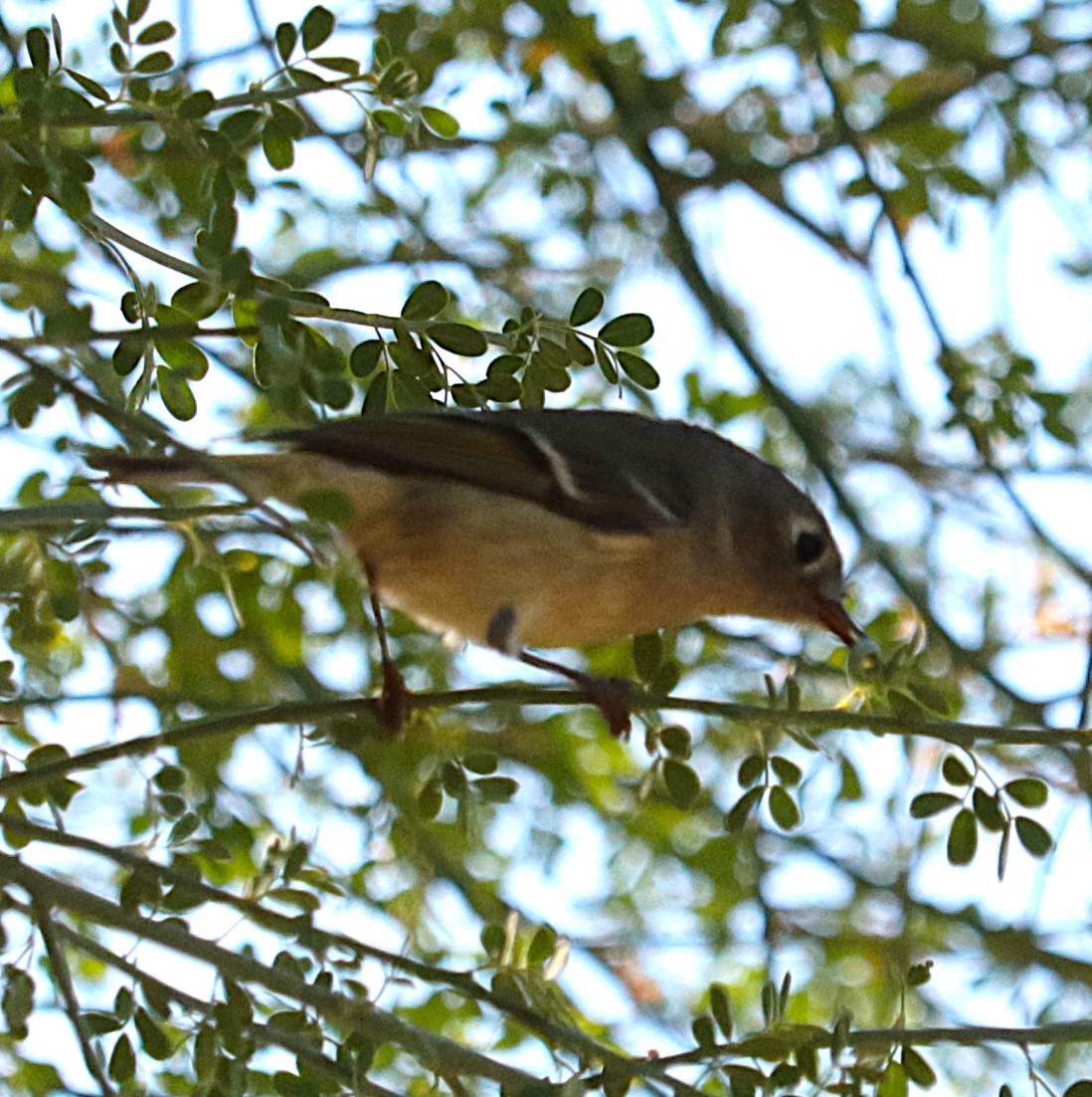 ルビーキクイタダキ - ML644719168