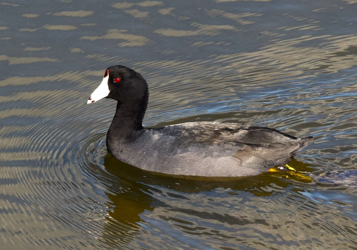 Лиска американська - ML644719171