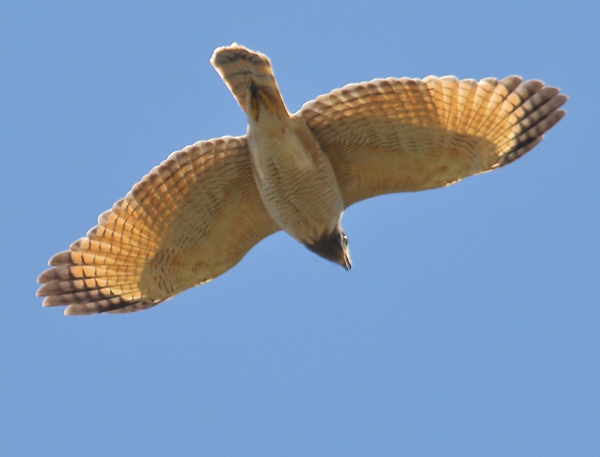 Roadside Hawk - ML644719184