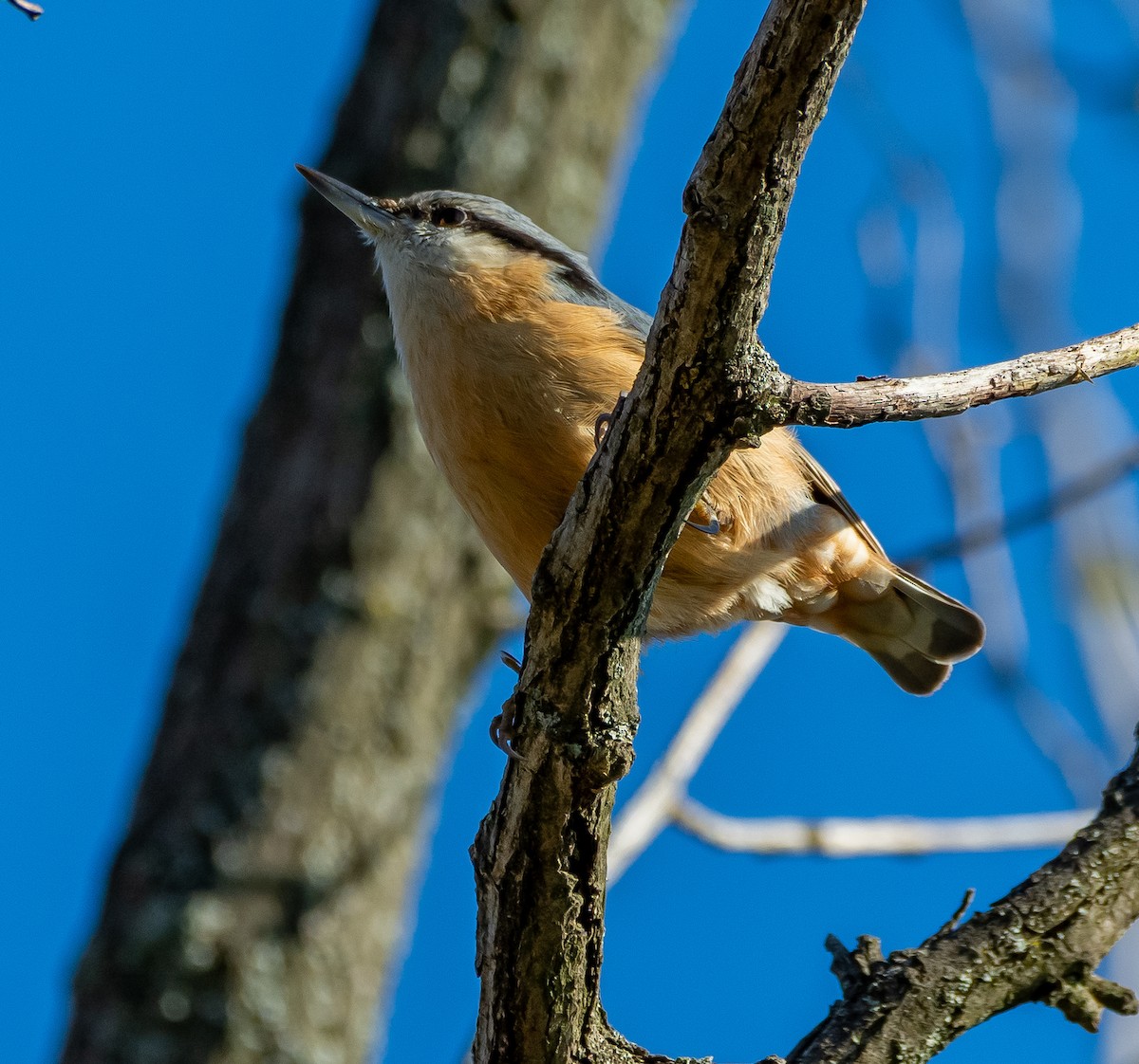 Eurasian Nuthatch - ML644719189