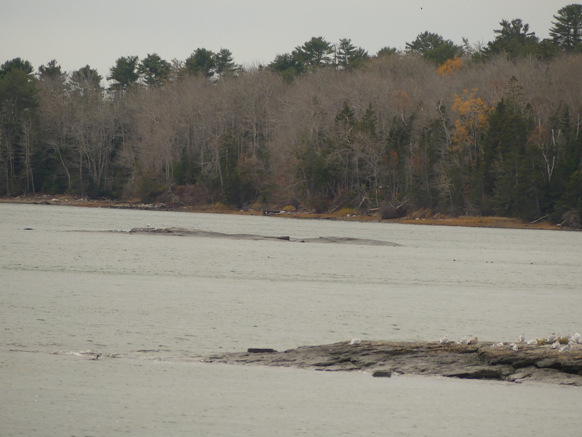 ミミカイツブリ - ML644719196