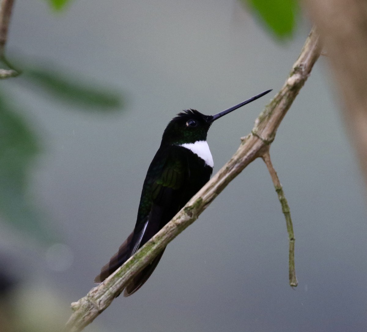 Collared Inca (Collared) - ML644719198