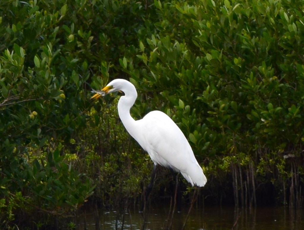 Great Egret - ML644719206