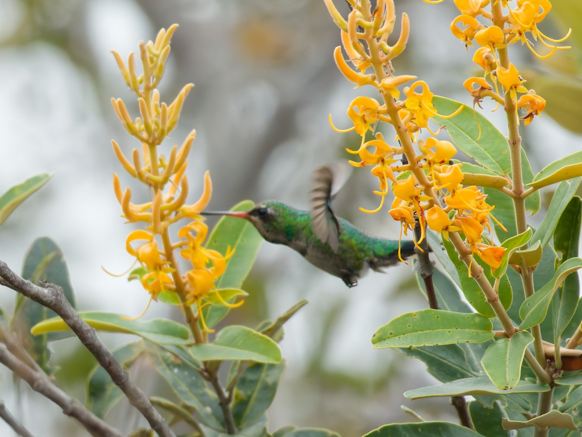 Glittering-bellied Emerald - ML644719207