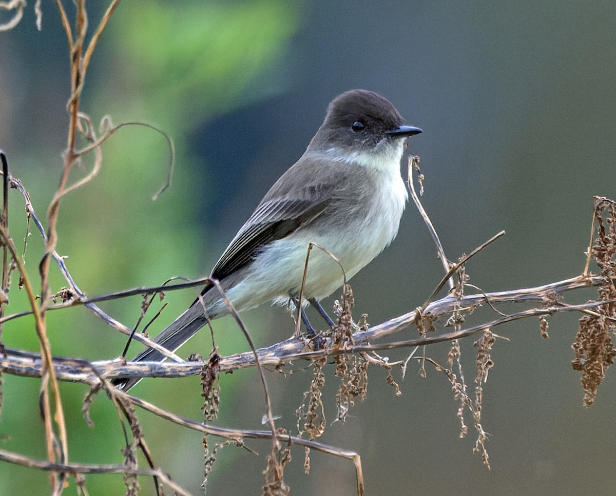 Eastern Phoebe - ML644719208