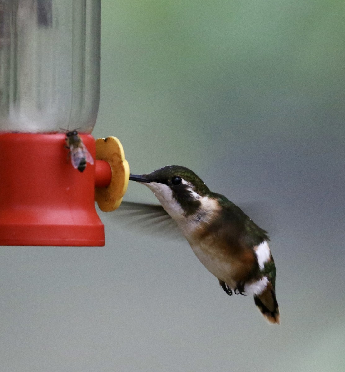 White-bellied Woodstar - ML644719209