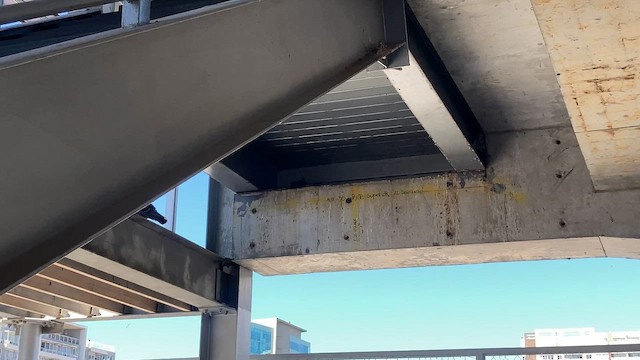 Kaya Güvercini (evcil tip) - ML644719211