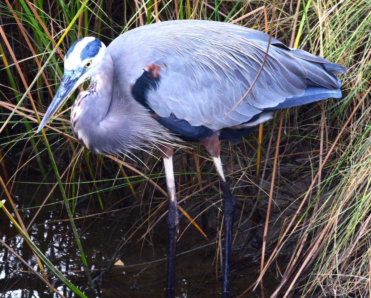 Great Blue Heron - ML644719212