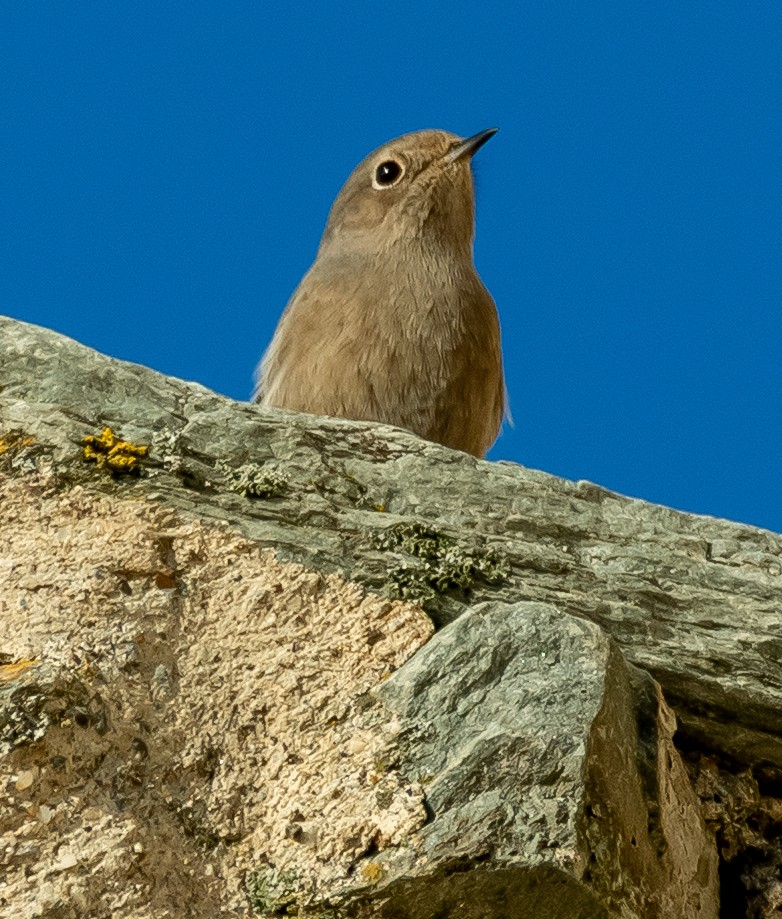 Black Redstart - ML644719213